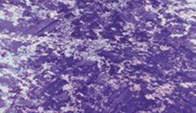 Indigo Orchid