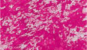 Persian Rose