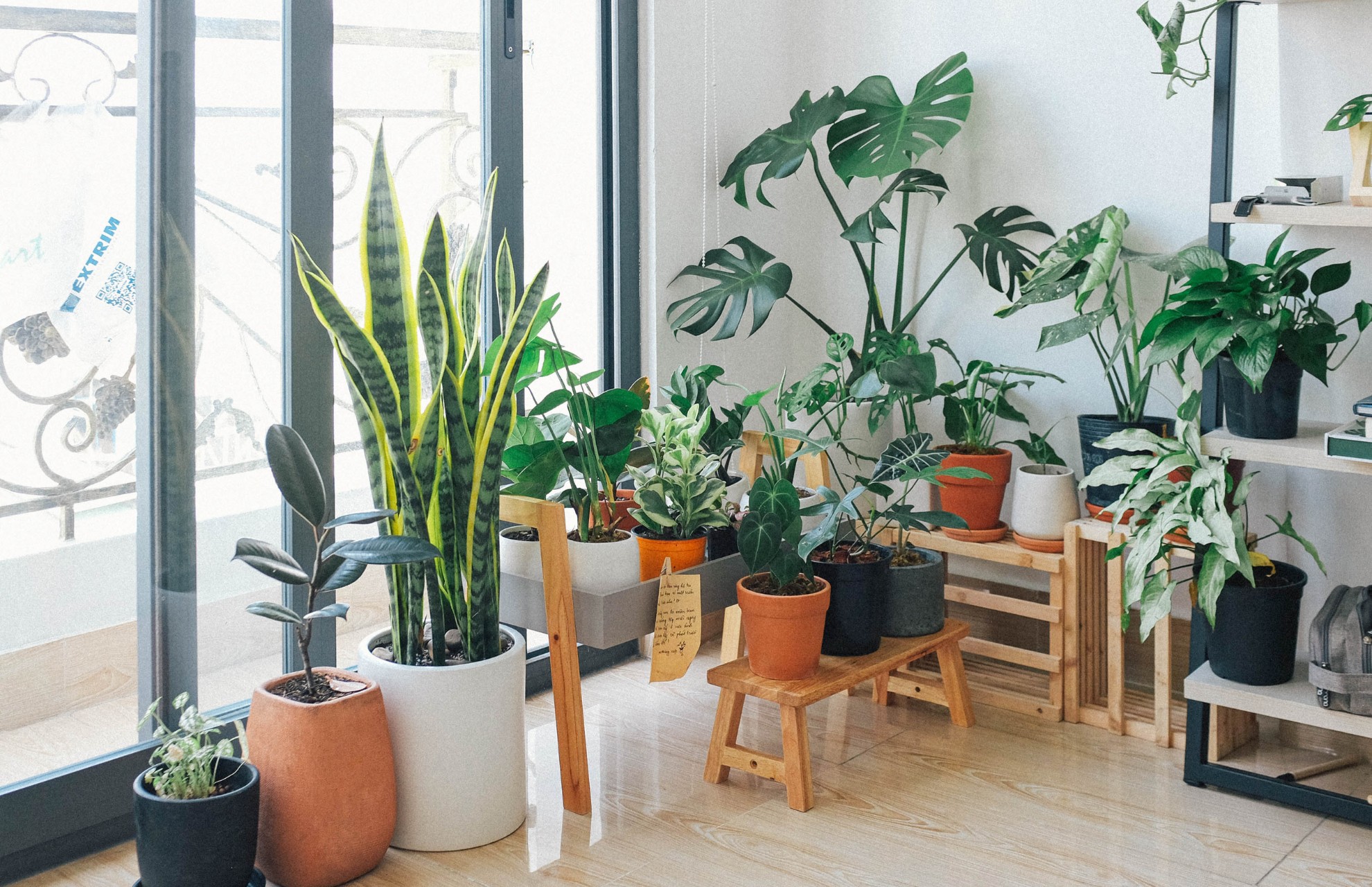 different-types-of-potted-plants-inside-the-house