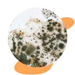 You do not want to worry about the growth of fungus or algae on your walls