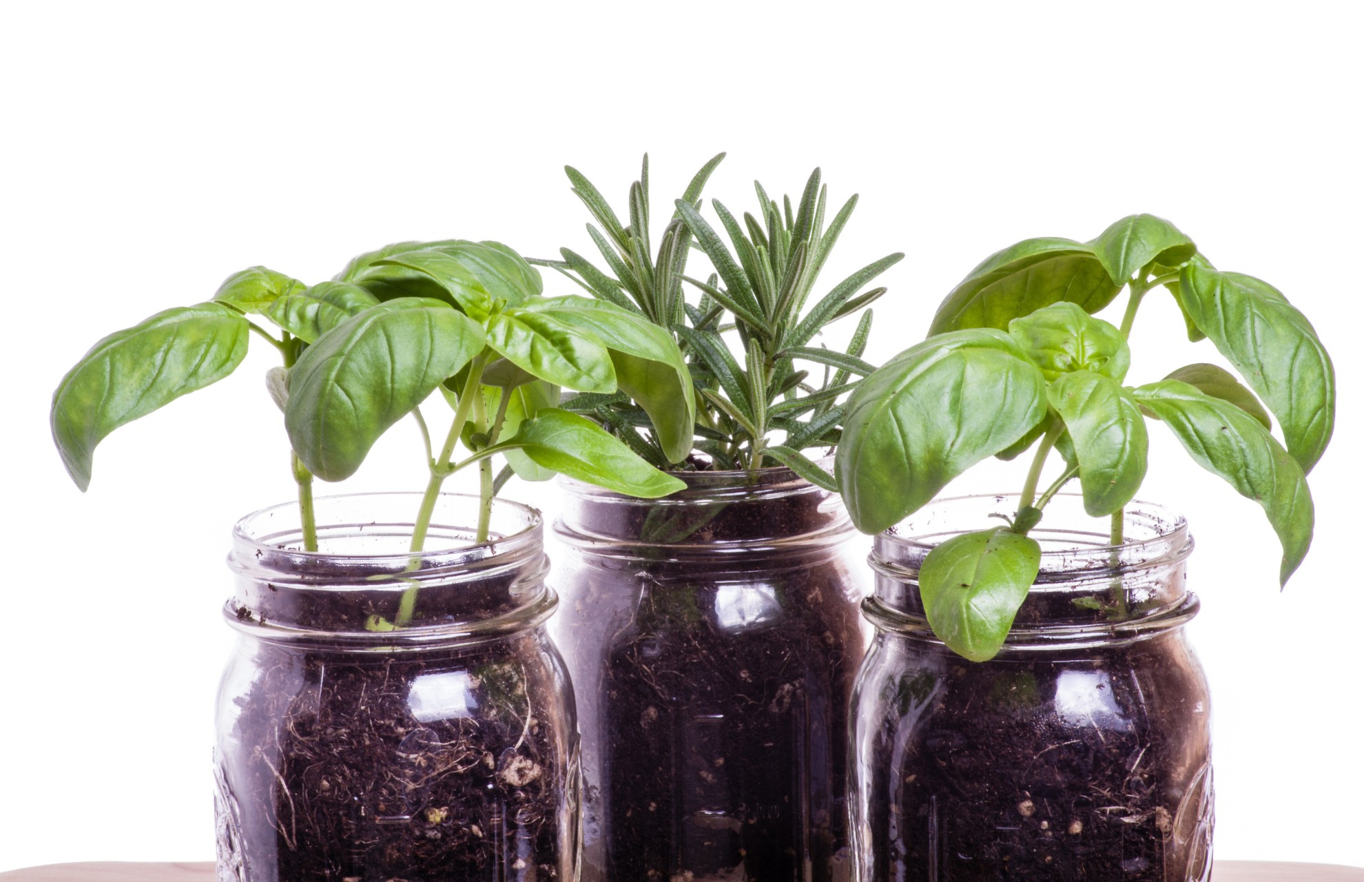 plants-transferred-to-old-jars